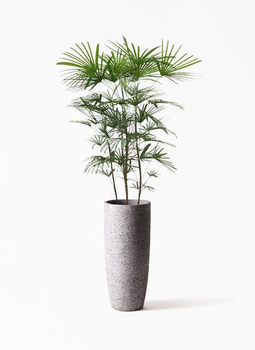 観葉植物 ウンナンシュロチク（雲南棕櫚竹） 8号  Eco Stone（エコストーン） トールタイプ Gray 付き
