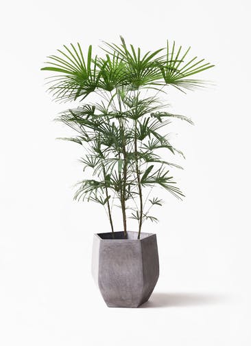 観葉植物 ウンナンシュロチク（雲南棕櫚竹） 8号 FiberCray（ファイバークレイ） Gray 付き