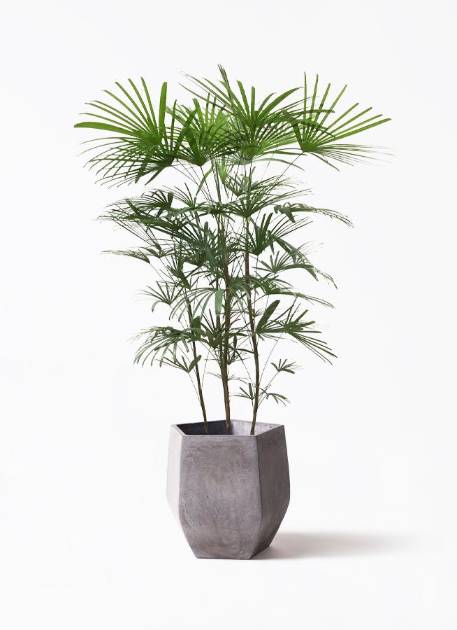 観葉植物 シュロチク（棕櫚竹） 8号 ファイバークレイ Gray 付き 