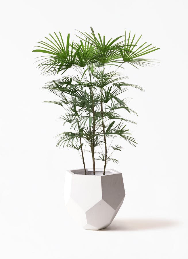 観葉植物 ウンナンシュロチク 8号 ポリゴ ヘクサ 白 付き 観葉植物ならhitohana ひとはな 観葉植物 ウンナンシュロチク 8号 ポリゴ ヘクサ 白 付き 観葉植物ならhitohana ひとはな