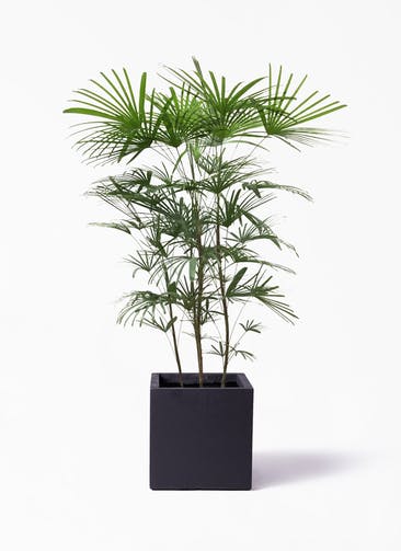 観葉植物 ウンナンシュロチク（雲南棕櫚竹） 8号 ベータ キューブプランター 黒 付き