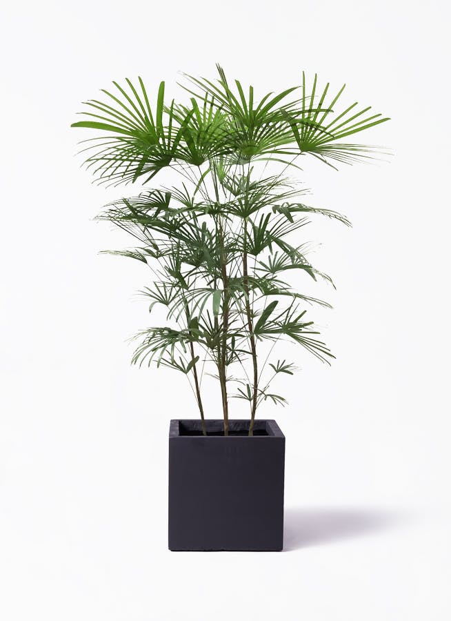 シュロチク　棕櫚竹　8号鉢　67 シュロチク（棕櫚竹） 8号鉢（ラスターポット）