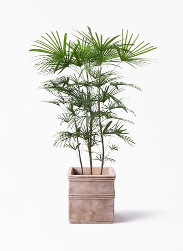 観葉植物 ウンナンシュロチク（雲南棕櫚竹） 8号 テラアストラ カペラキュビ 赤茶色 付き