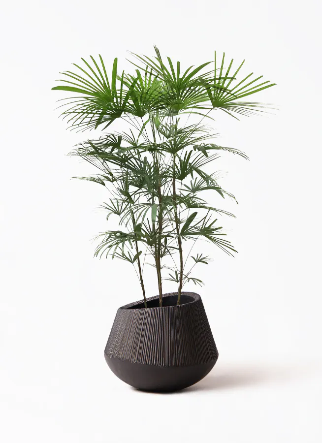 シュロチク 8号 | 観葉植物 | 送料無料でお届け - Hitohana（ひとはな）