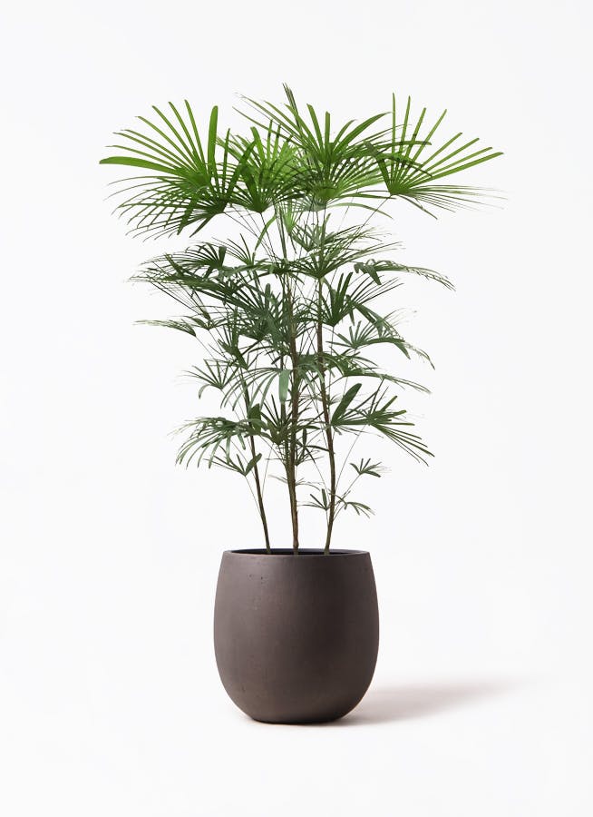 シュロチク 8号 | 観葉植物 | 送料無料でお届け - Hitohana（ひとはな）