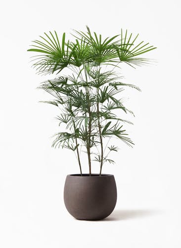 観葉植物 ウンナンシュロチク（雲南棕櫚竹） 8号 テラニアス ローバルーン アンティーク ブラウン 付き