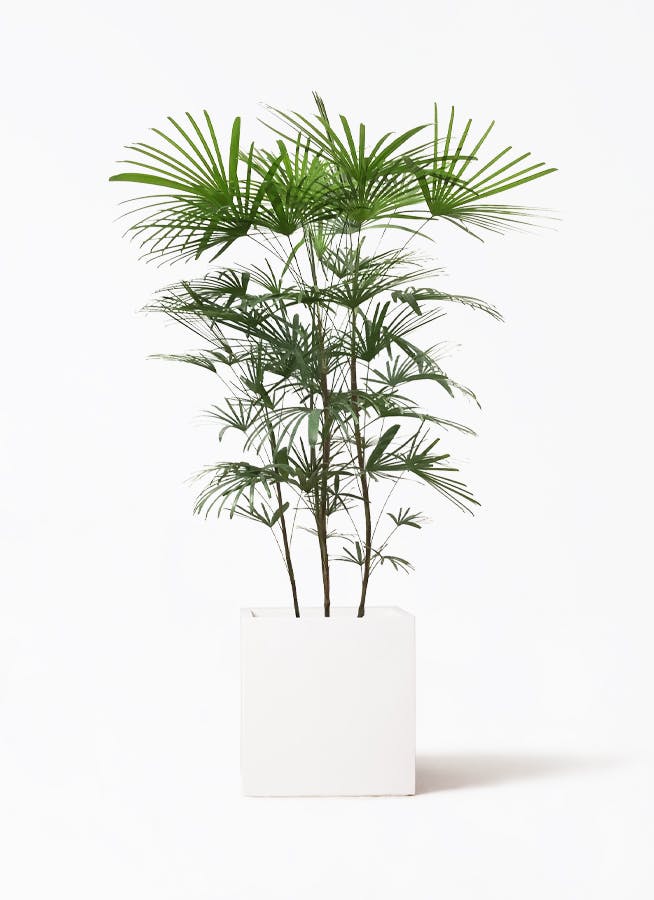 雲南シュロ竹 ウンナンシュロチク ８号サイズ - 植物/観葉植物