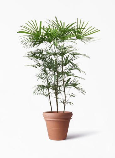 観葉植物 ウンナンシュロチク（雲南棕櫚竹） 8号 トスカーナ リムポット 付き