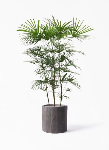 観葉植物 ウンナンシュロチク（雲南棕櫚竹） 8号 アルファ シリンダープランター ウッド 付き