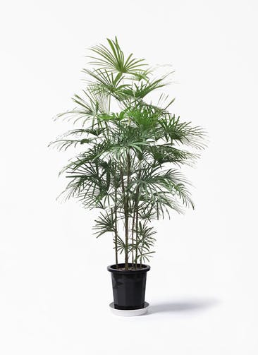 観葉植物 ウンナンシュロチク（雲南棕櫚竹） 10号 プラスチック鉢
