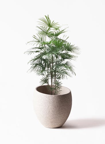 観葉植物 ウンナンシュロチク（雲南棕櫚竹） 10号  Eco Stone（エコストーン） Light Gray 付き