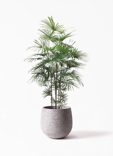観葉植物 ウンナンシュロチク（雲南棕櫚竹） 10号  Eco Stone（エコストーン） Gray 付き