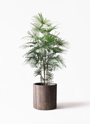 観葉植物 ウンナンシュロチク（雲南棕櫚竹） 10号 アルファ シリンダープランター ウッド 付き