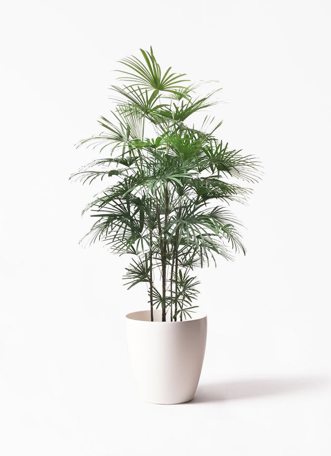 観葉植物 ウンナンシュロチク 10号 ラスターポット White 付き 観葉植物ならhitohana ひとはな