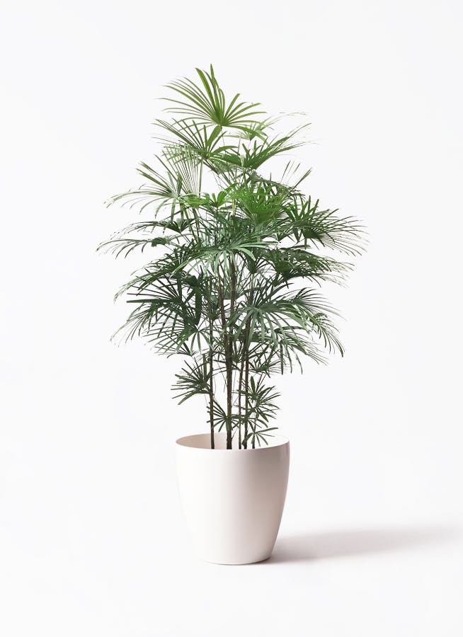 ☆彡棕櫚竹 シュロチク 6本立ち丈高 観葉植物 - 埼玉県の家具