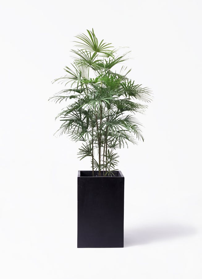 雲南シュロチク 棕櫚竹 大型 150㎝ ❗ 9号鉢 綺麗な樹形❗最優良株 雲南シュロチク 棕櫚竹 大型 150㎝ ❗ 9号鉢 綺麗な樹形❗