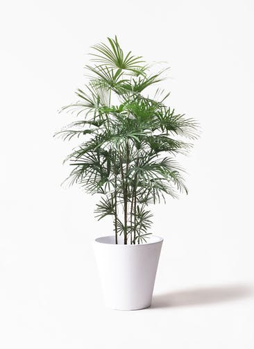 観葉植物 ウンナンシュロチク（雲南棕櫚竹） 10号 フォリオソリッド 白 付き