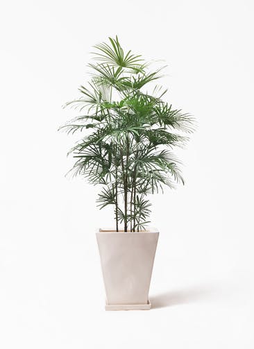 シュロチク 棕櫚竹 観葉植物通販hitohana ひとはな シュロチク 棕櫚竹 観葉植物通販hitohana ひとはな
