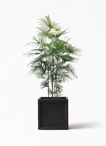 観葉植物 ウンナンシュロチク（雲南棕櫚竹） 10号 ブリティッシュキューブ 付き