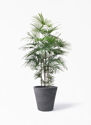観葉植物 ウンナンシュロチク（雲南棕櫚竹） 10号 ビアスソリッド ブラック 付き