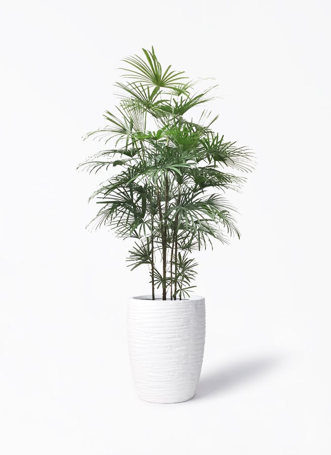 観葉植物 コンシンネ ホワイポリー 10号 ストレート サン ミドル リッジ 白 付き | 観葉植物ならHitoHana(ひとはな)