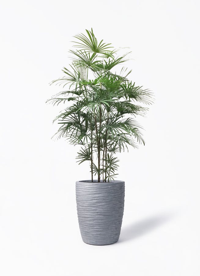シュロチク（棕櫚竹） | 観葉植物の通販ならHitoHana（ひとはな）