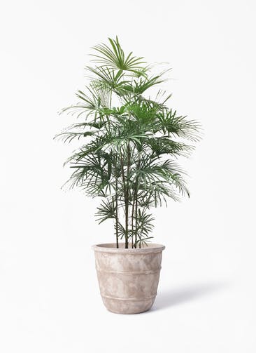 観葉植物 ウンナンシュロチク（雲南棕櫚竹） 10号 テラアストラ シリウス 付き