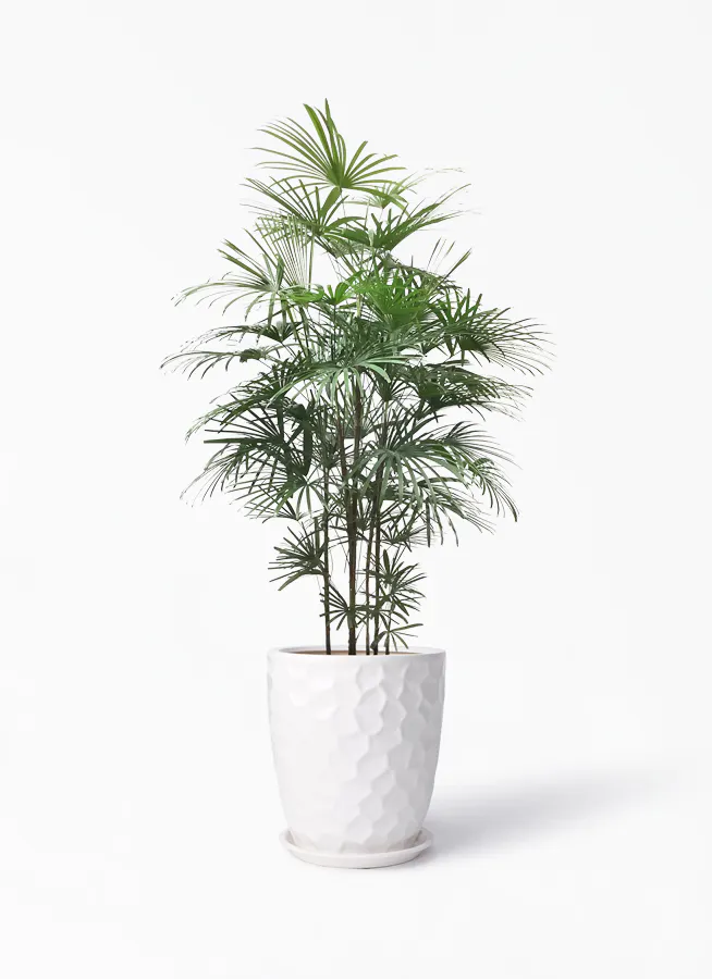観葉植物 ウンナンシュロチク 10号 サンタクルストール 白 付き 観葉植物ならhitohana ひとはな 観葉植物 ウンナンシュロチク 10号 サンタクルストール 白 付き 観葉植物ならhitohana ひとはな