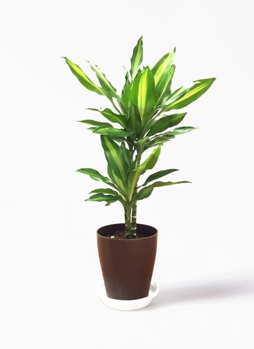 観葉植物 ドラセナ ジェレ 6号 プラスチック鉢