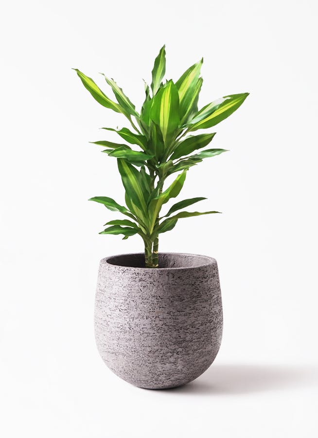 観葉植物 ドラセナ ジェレ 6号 プラスチック鉢 Eco Stone エコストーン Gray 付き 観葉植物ならhitohana ひとはな