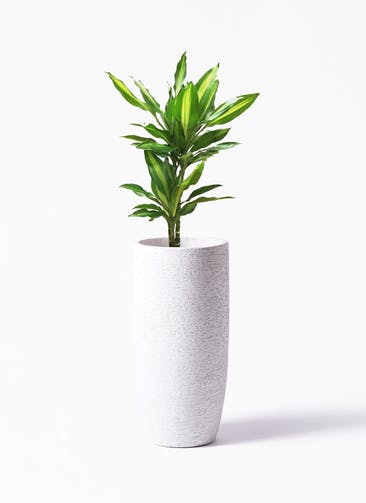 観葉植物 ドラセナ ジェレ 6号 プラスチック鉢 Eco Stone（エコストーン） トールタイプ white 付き