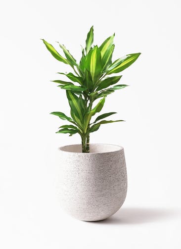 観葉植物 ドラセナ ジェレ 6号 プラスチック鉢 Eco Stone（エコストーン） White 付き