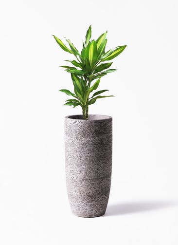 観葉植物 ドラセナ ジェレ 6号 プラスチック鉢 Eco Stone（エコストーン） トールタイプ Gray 付き