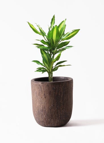 観葉植物 ドラセナ ジェレ 6号 プラスチック鉢 ウーヌム ユーポット M10 ブロンズ釉  付き