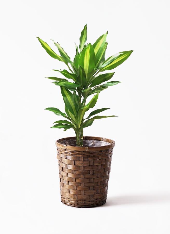 観葉植物 ドラセナ ジェレ 6号 プラスチック鉢 竹バスケット 付き