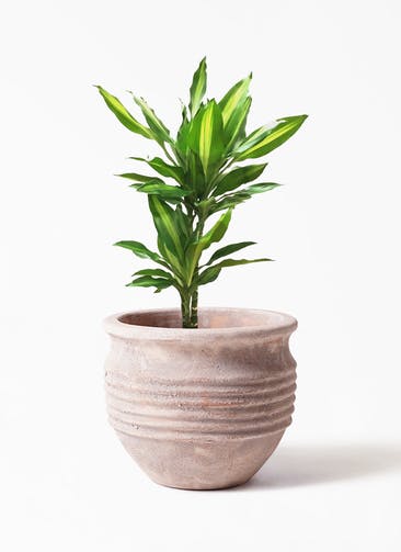 観葉植物 ドラセナ ジェレ 6号 プラスチック鉢 テラアストラ リゲル 赤茶色 付き