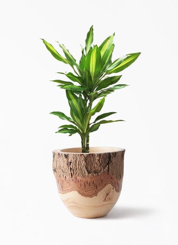 観葉植物 ドラセナ ジェレ 6号 プラスチック鉢 Mango Wood(マンゴーウッド) フラワーベース 付き