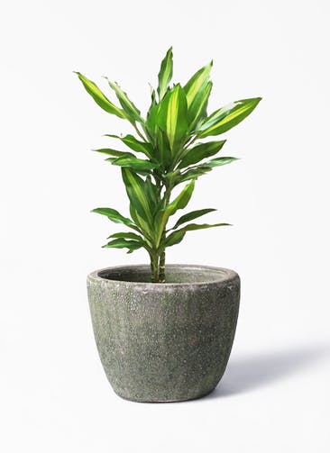観葉植物 ドラセナ ジェレ 6号 プラスチック鉢 アビスソニア ミドル 緑 付き