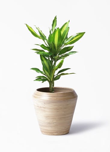 観葉植物 ドラセナ ジェレ 6号 プラスチック鉢 アルマ ミドル 付き