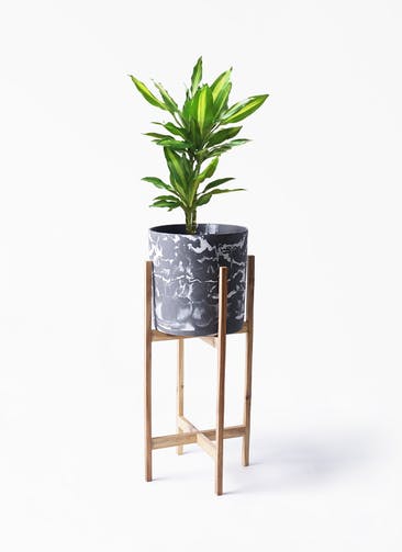 観葉植物 ドラセナ ジェレ 6号 プラスチック鉢 ホルスト シリンダー マーブル ウッドポットスタンド 付き