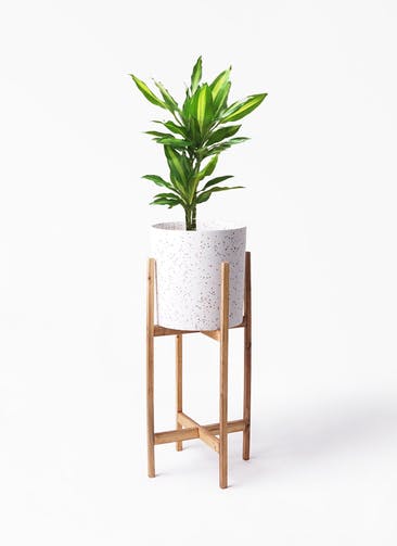 観葉植物 ドラセナ ジェレ 6号 プラスチック鉢 ホルスト シリンダー スパークルホワイト ウッドポットスタンド 付き