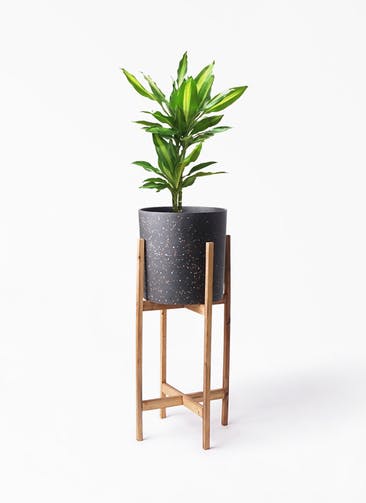 観葉植物 ドラセナ ジェレ 6号 プラスチック鉢 ホルスト シリンダー スパークルブラック ウッドポットスタンド 付き