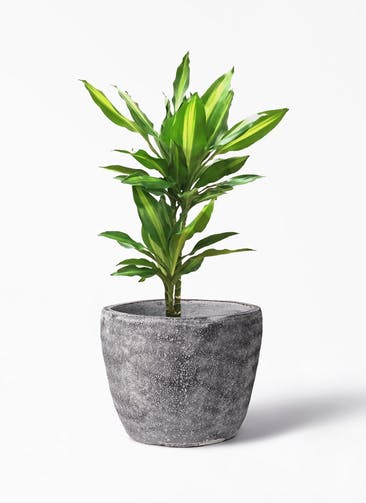 観葉植物 ドラセナ ジェレ 6号 プラスチック鉢 アビスソニア ミドル 灰 付き