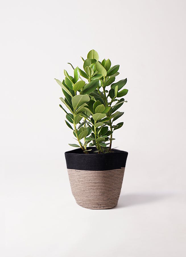 観葉植物 ドラセナ コンシンネ 6号 Rib Basket（リブバスケット