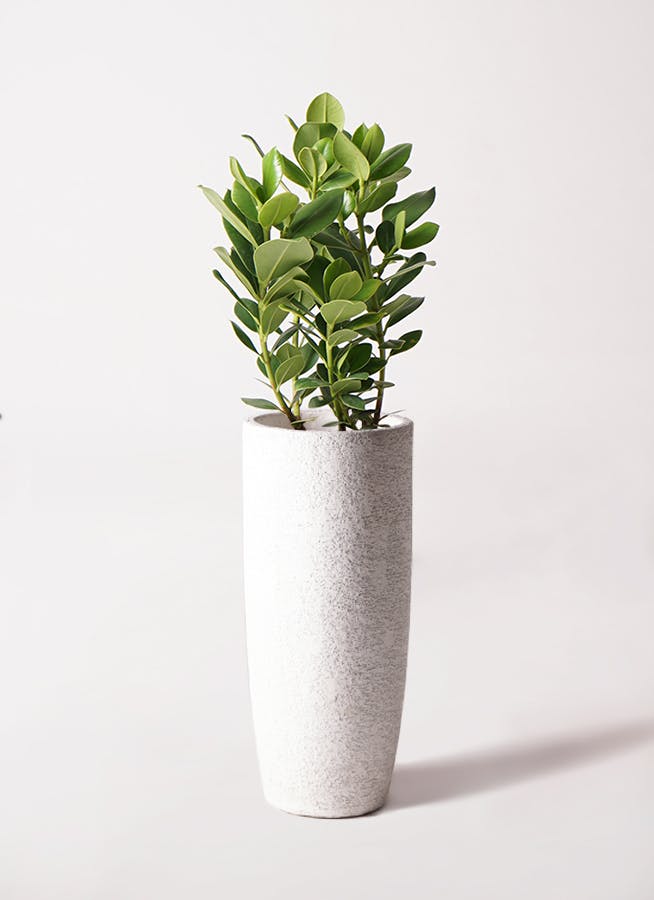 クルシア ロゼア プリンセス 6号 | 観葉植物 | インテリアやギフトに