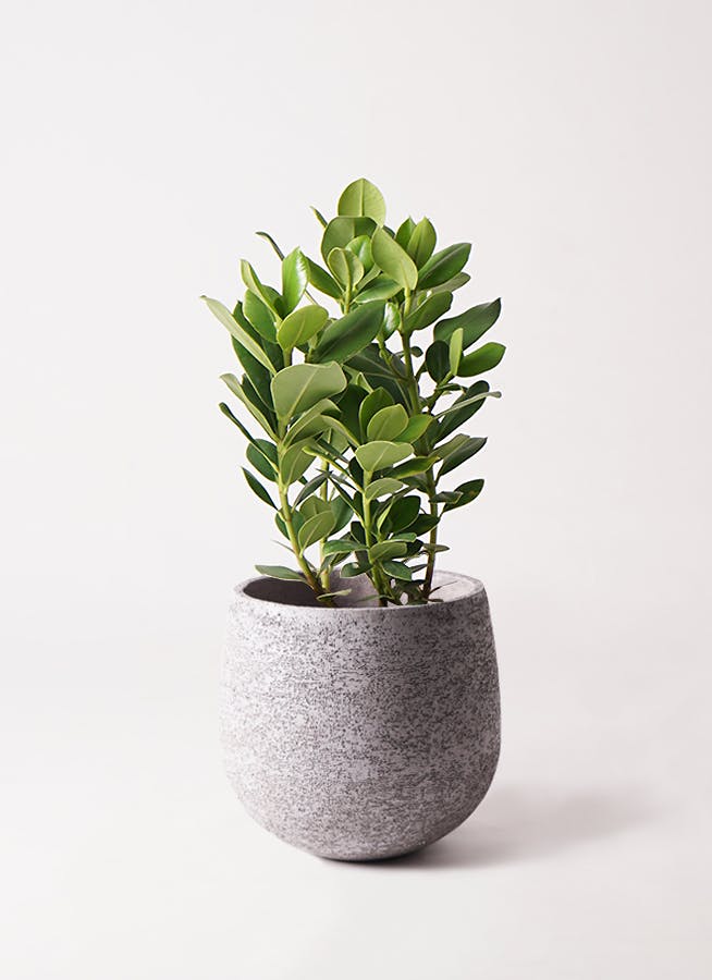 クルシア ロゼア プリンセス 6号 | 観葉植物 | インテリアやギフトに