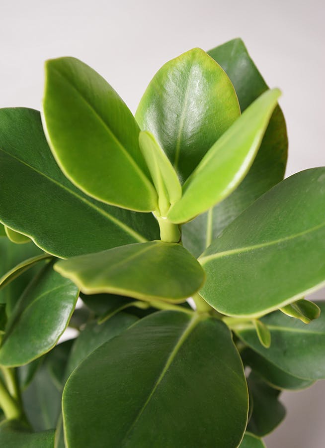 観葉植物 クルシア ロゼア プリンセス 6号 プラスチック鉢 | 観葉植物