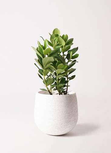 観葉植物 クルシア ロゼア プリンセス 6号 エコストーンwhite 付き