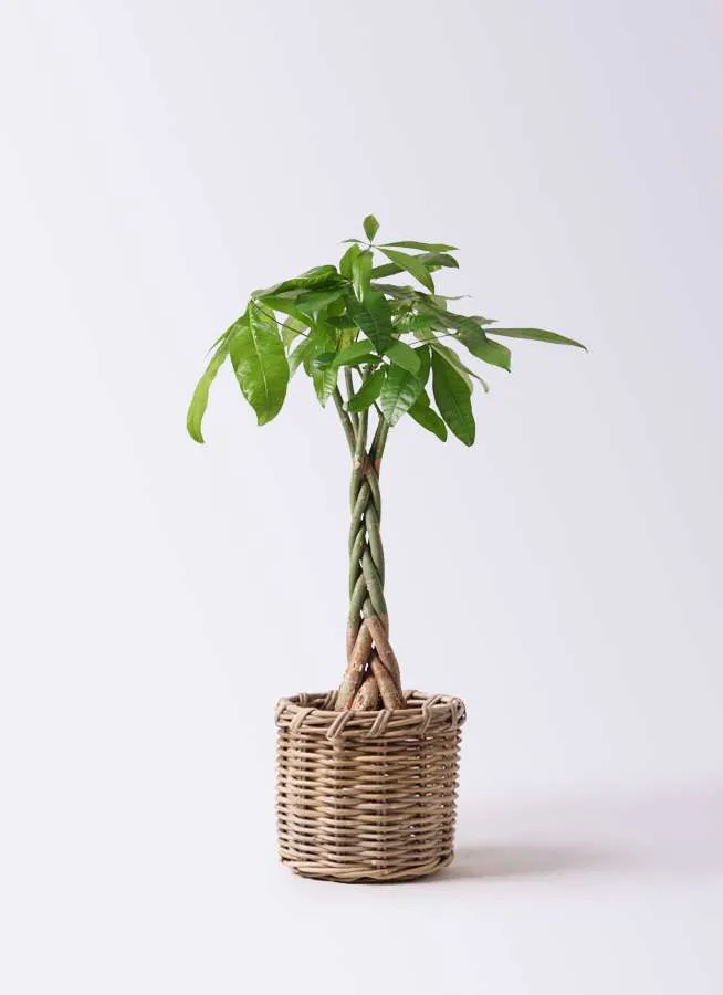 観葉植物 パキラ 6号 ねじり グレイラタン 付き 観葉植物ならhitohana ひとはな