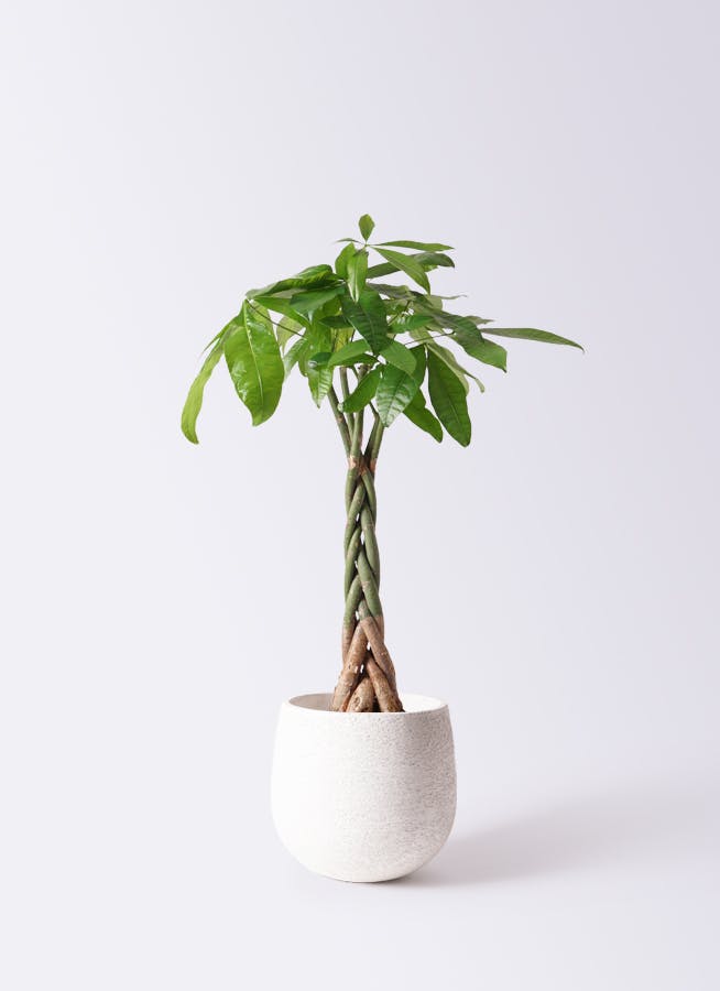 観葉植物 パキラ 6号 ねじり エコストーンwhite 付き | 観葉植物ならHitoHana(ひとはな)